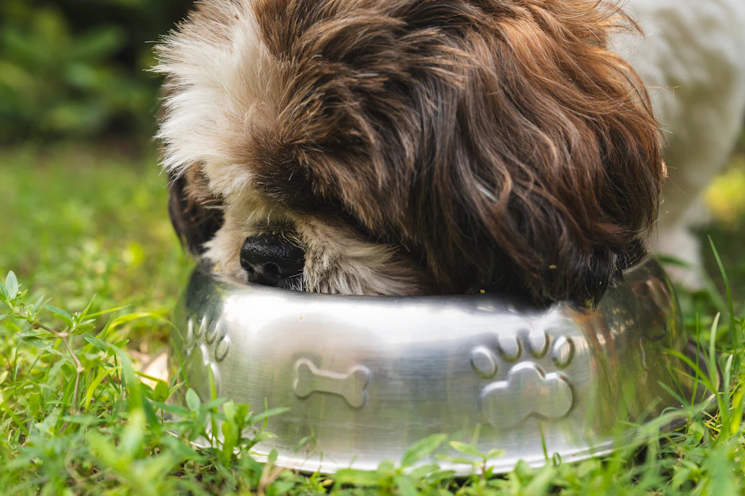 Sustainable Wet Dog Food for Healthier Pups