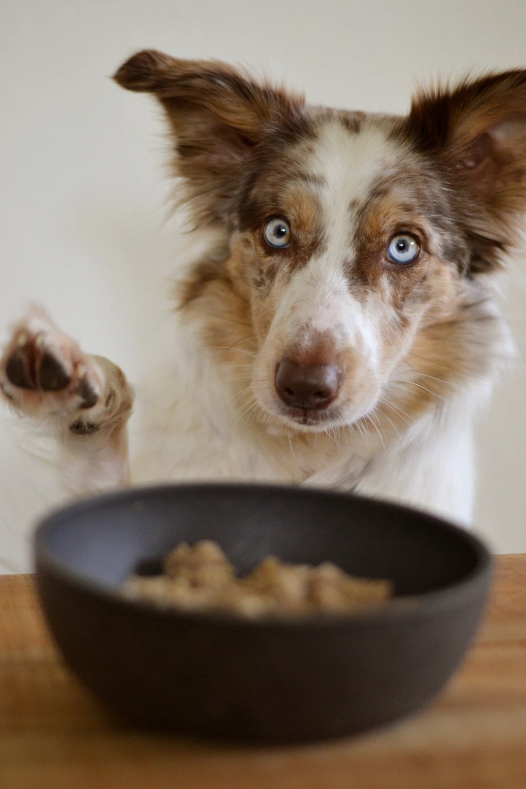 Nourishing Dry Dog Food for Active Adult Canines