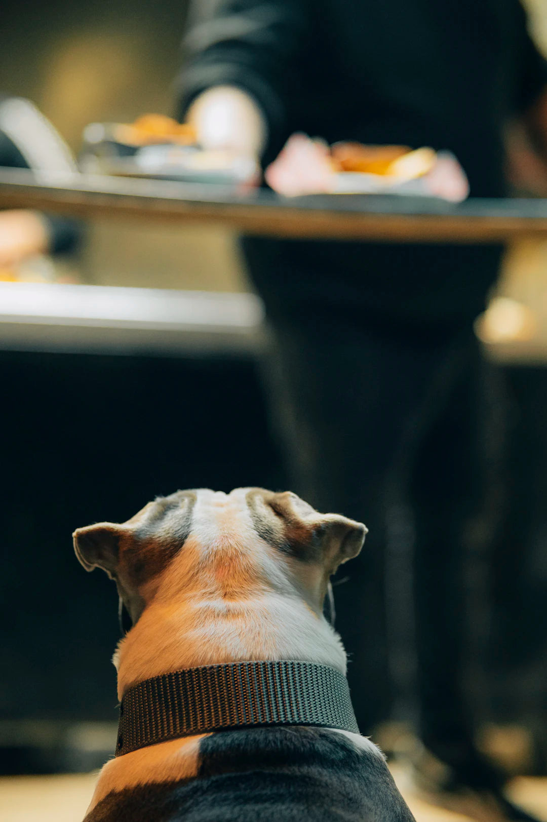 Gourmet Wet Dog Foods with Unique Proteins for Sensitive Dogs