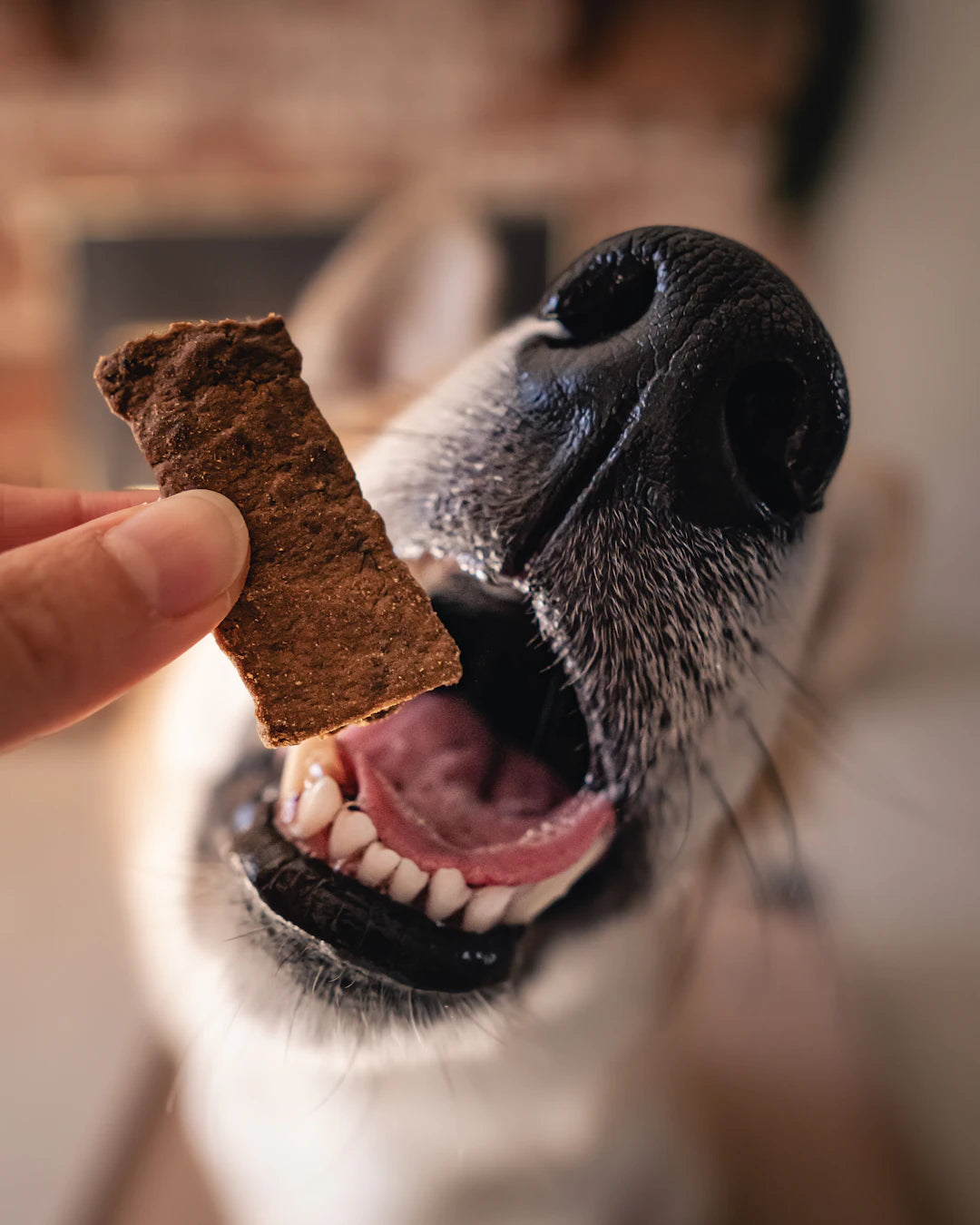 Soft, Natural Dog Treats for Health and Happiness
