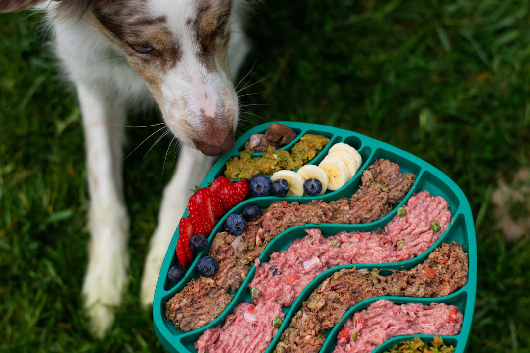 Gourmet Wet Dog Food for Sensitive Pups