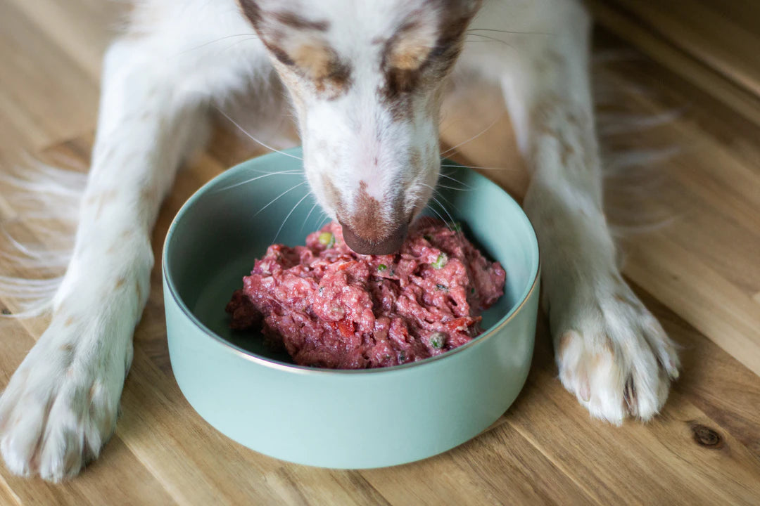 Grain-Free Dog Food Options for Sensitive Stomachs